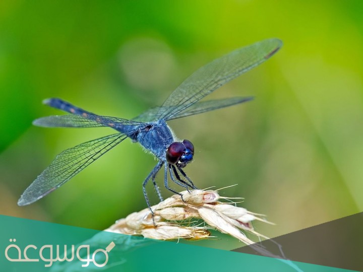 اسم حيوان بحرف الياء