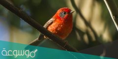 طائر الحمرا وش يشبه