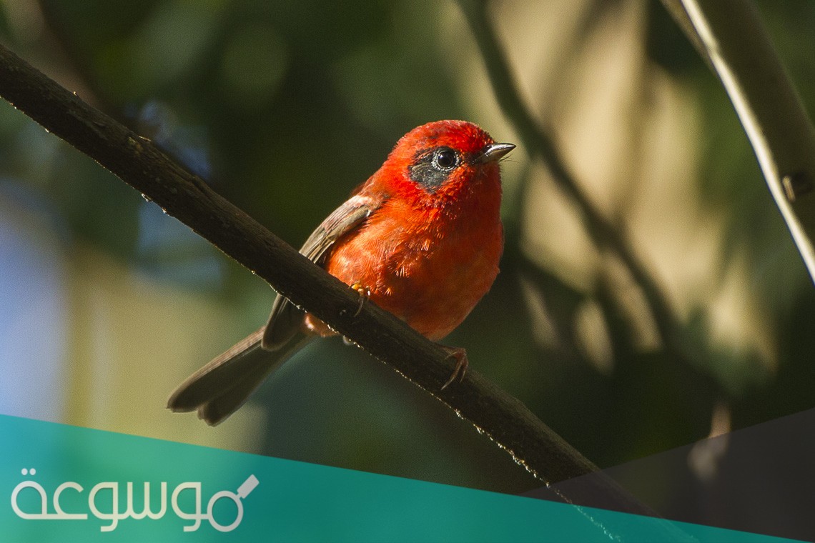 طائر الحمرا وش يشبه