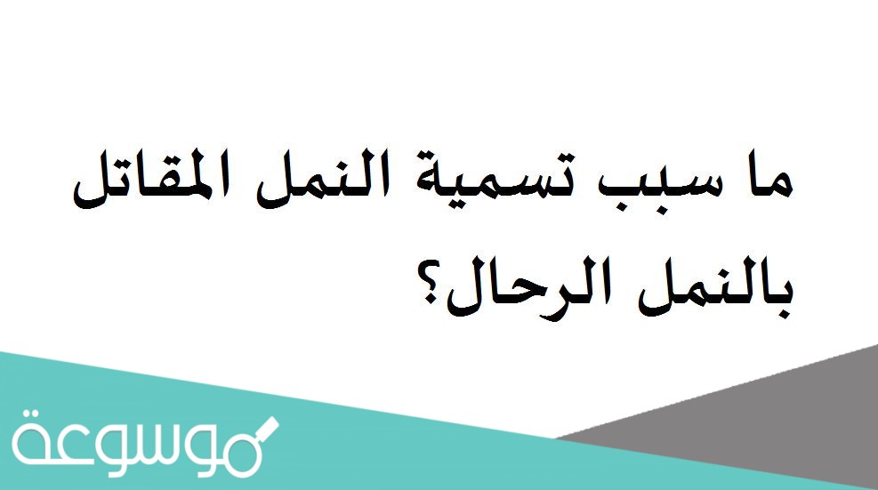 ما سبب تسمية النمل المقاتل بالنمل الرحال؟