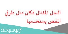 النمل المقاتل فكان مثل طرفي المقص يستخدمها