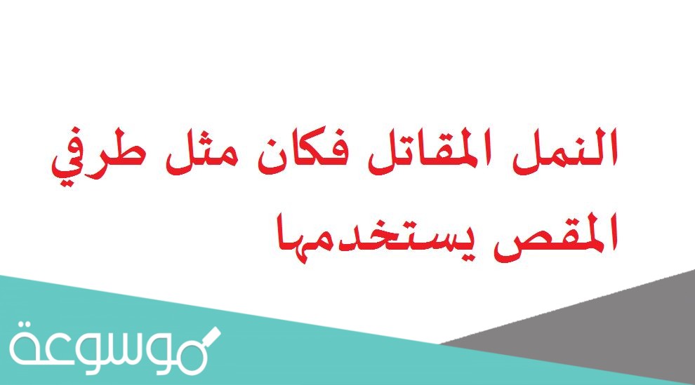 النمل المقاتل فكان مثل طرفي المقص يستخدمها