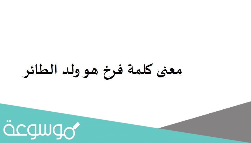 معنى كلمة فرخ هو ولد الطائر