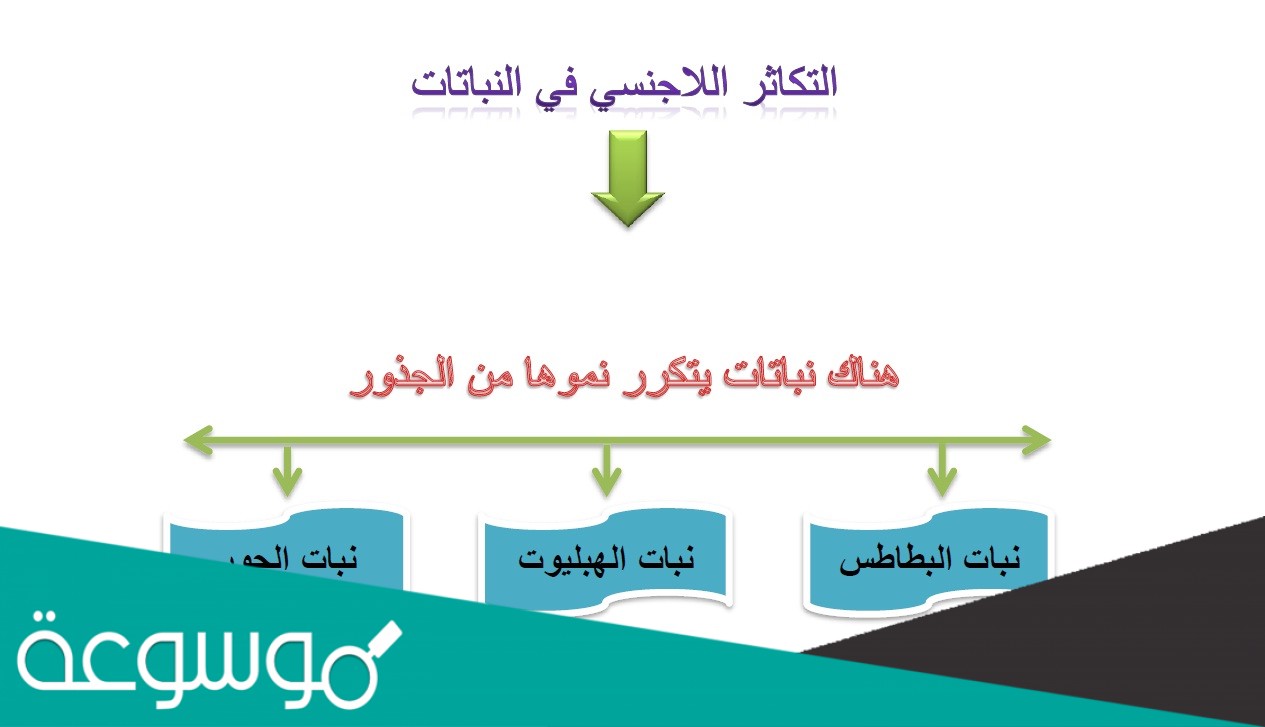 تتكاثر الهيدرا في الشكل الآتي كيف