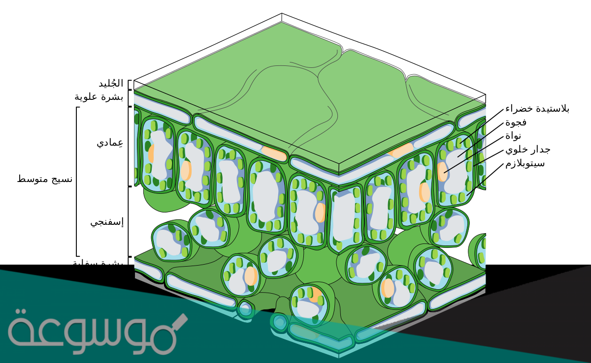 تحتوي طبقة البشرة في النبات على فتحات صغيرة تسمى العُضية التي تساعد النبات على صنع الغذاء هي