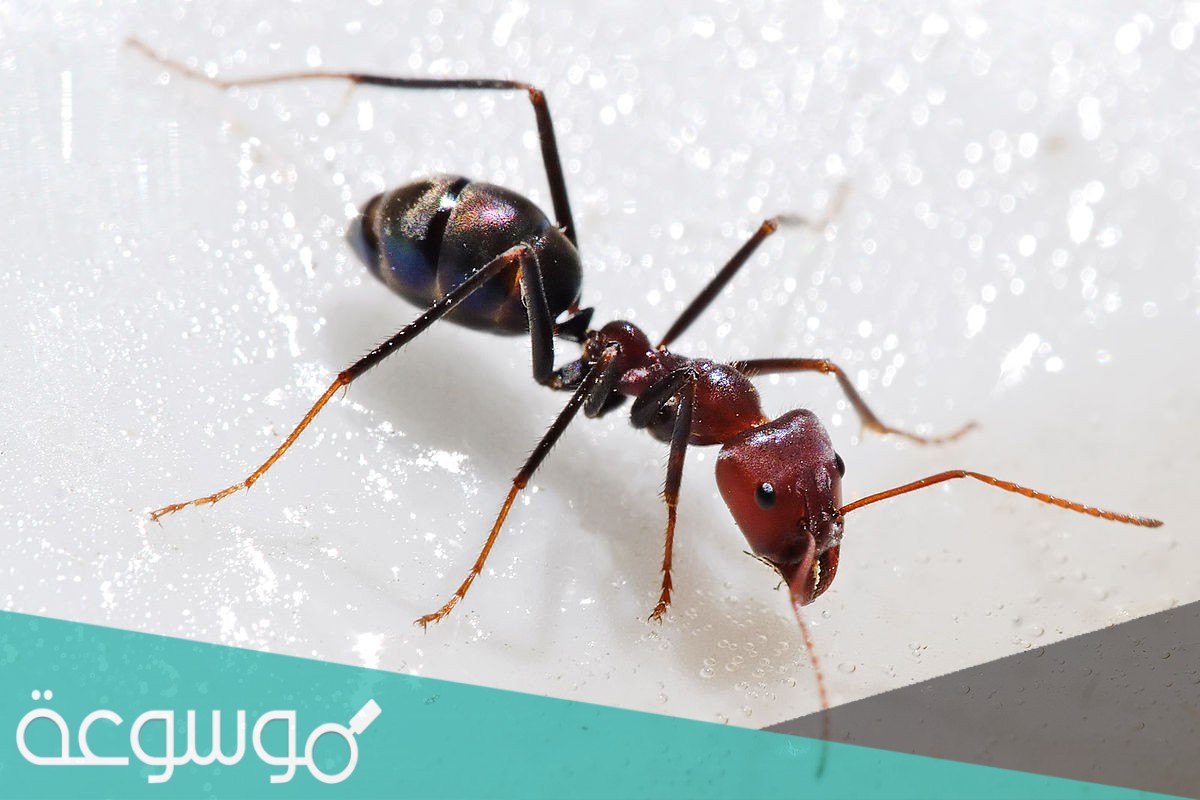 وصف الكاتب منظر النمل المقاتل وهو يتحرك في الغابة بالمنظر المخيف لكل الحيوانات ما رأيك في هذا الوصف ووضح ما تقول ؟