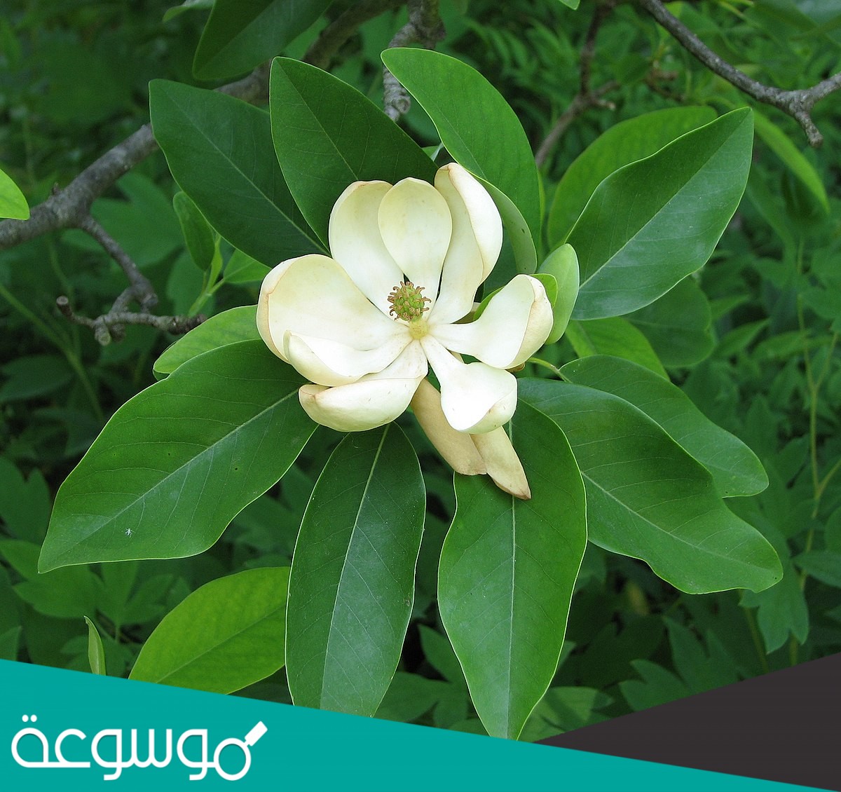 معظم النباتات التي نعرفها عبارة عن نباتات بذرية