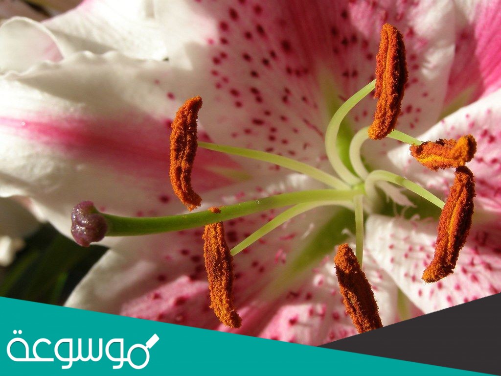 عدد بتلات الزهرة في النباتات ذوات الفلقتين من مضاعفات العدد ثلاثة