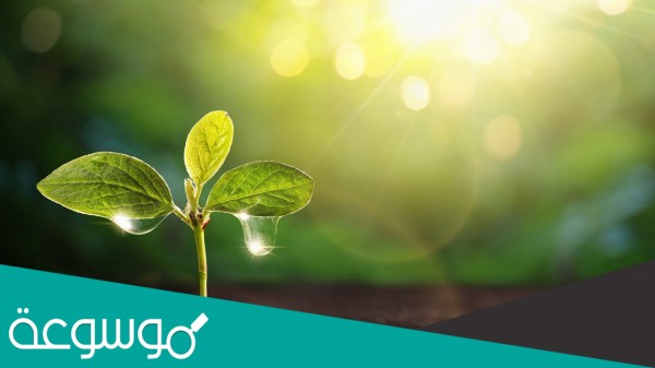 اجزاء النبات يعمل على تثبيته