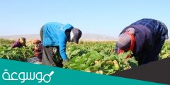 الوطن العربي بلد الزراعه ويعمل بها من إجمالي القوى العاملة حوالي