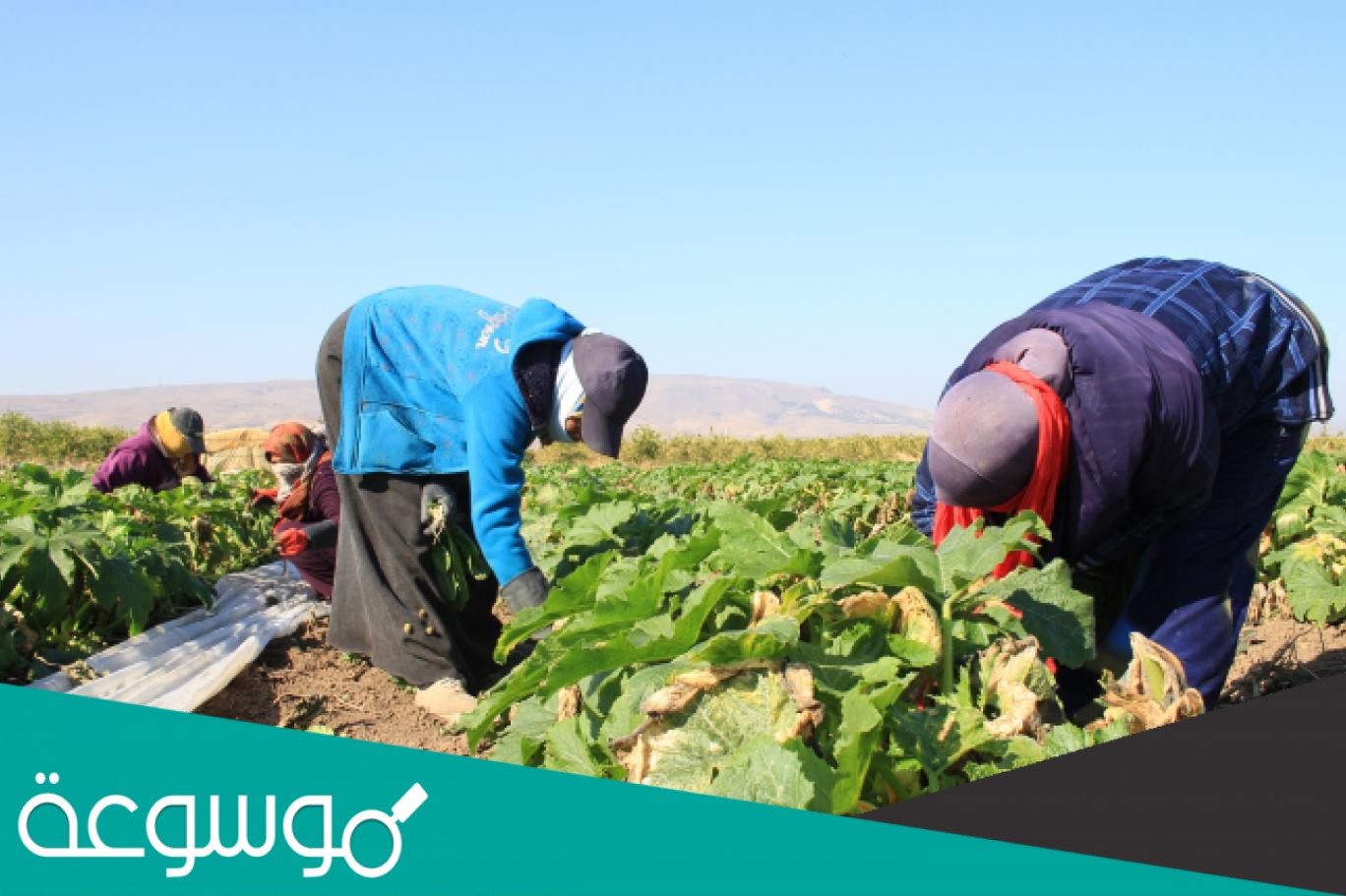 الوطن العربي بلد الزراعه ويعمل بها من إجمالي القوى العاملة حوالي