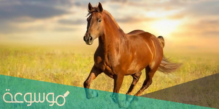 تفسير حلم ركوب الخيل في المنام