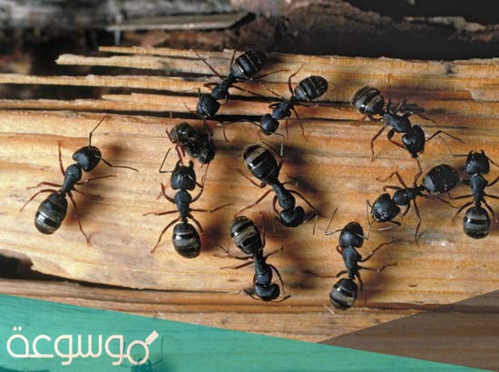 الذي يساعد النمل المقاتل على التعرف على ما حوله