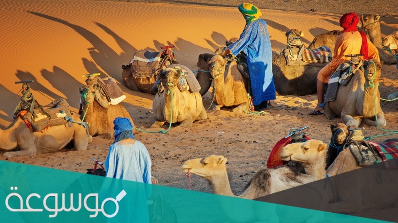 الشاطري وش يرجعون