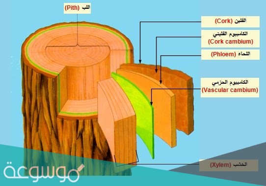 نسيج يصنع معظم خلايا الخشب واللحاء باستمرار
