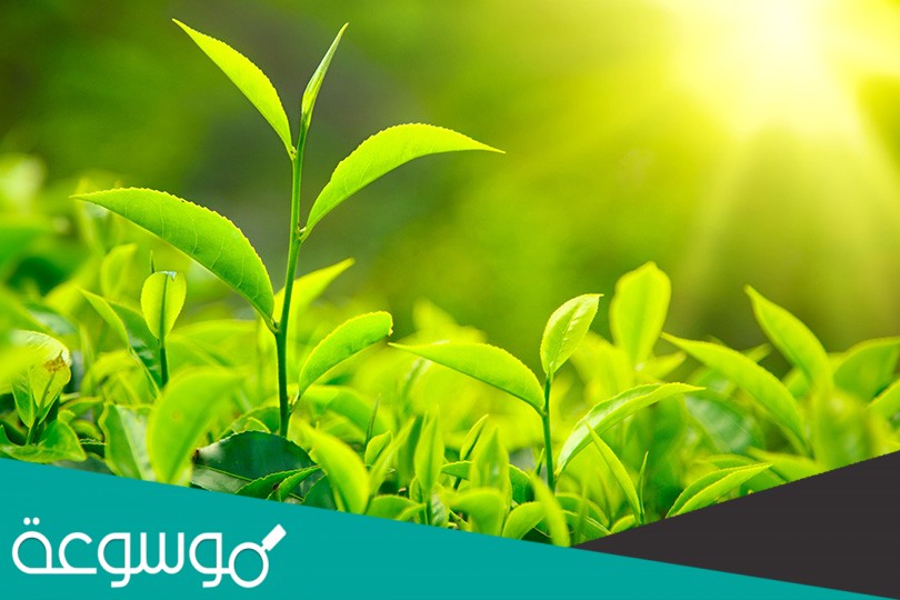 أي النباتات التالية لها تراكيب تنقل عن طريقها الماء والمواد الأخرى