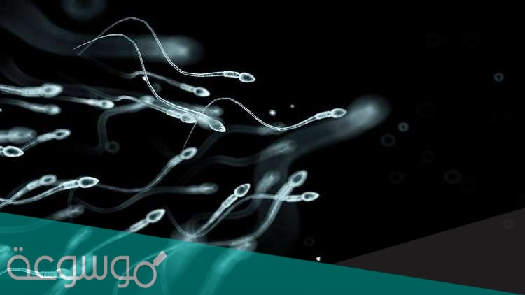 ماذا يسمى خليط الحيوانات المنوية والسائل