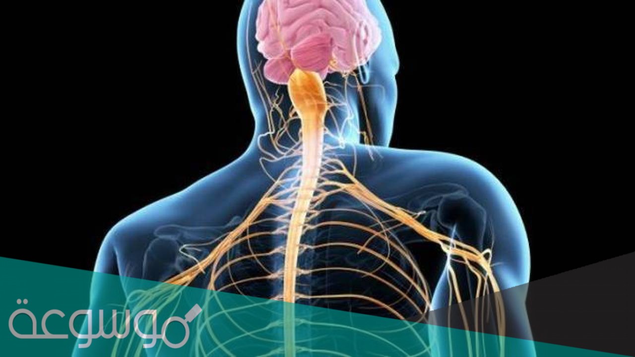 يتكون الجهاز العصبي المركزي من