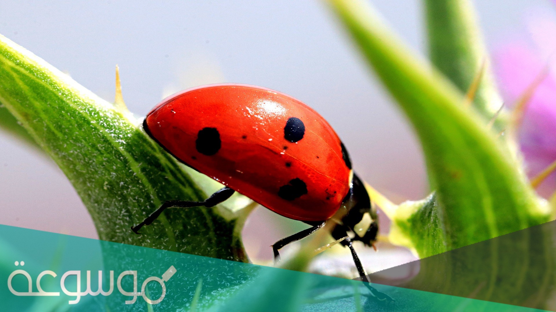 لماذا لا يعد العنكبوت والقراد من الحشرات