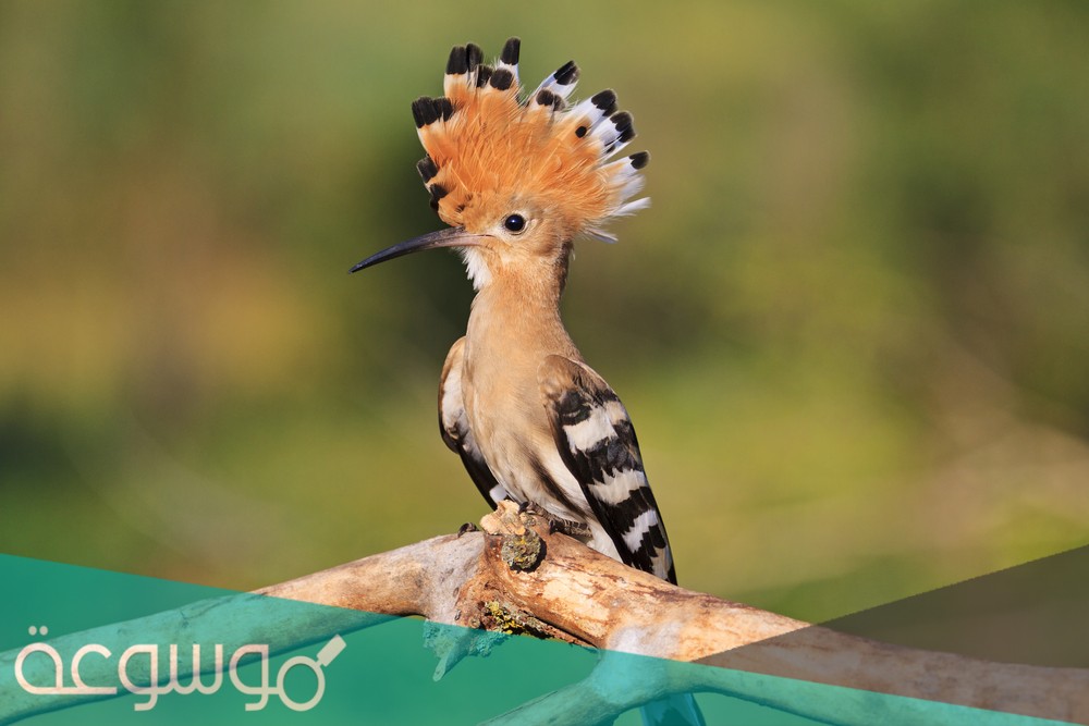 من الحيوانات التي يحرم قتلها لورود النهي عن ذلك