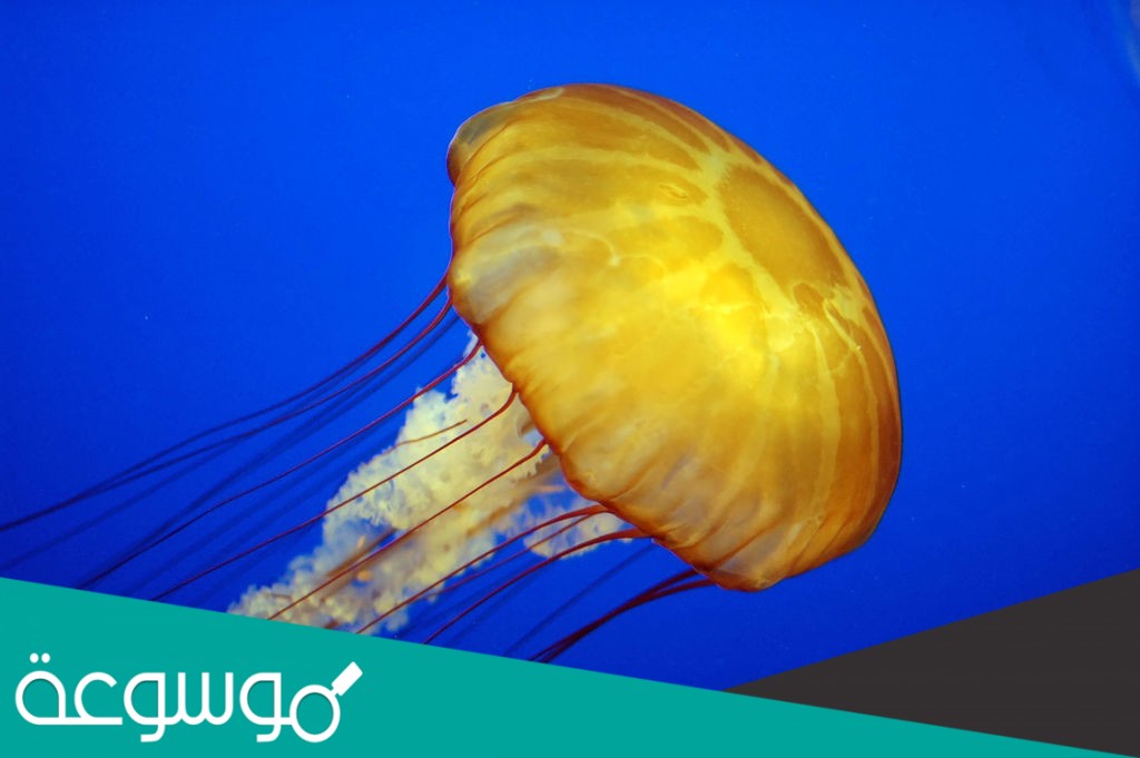 نسبة اللافقاريات 97 من عالم الحيوان بينما الفقاريات 3 فقط