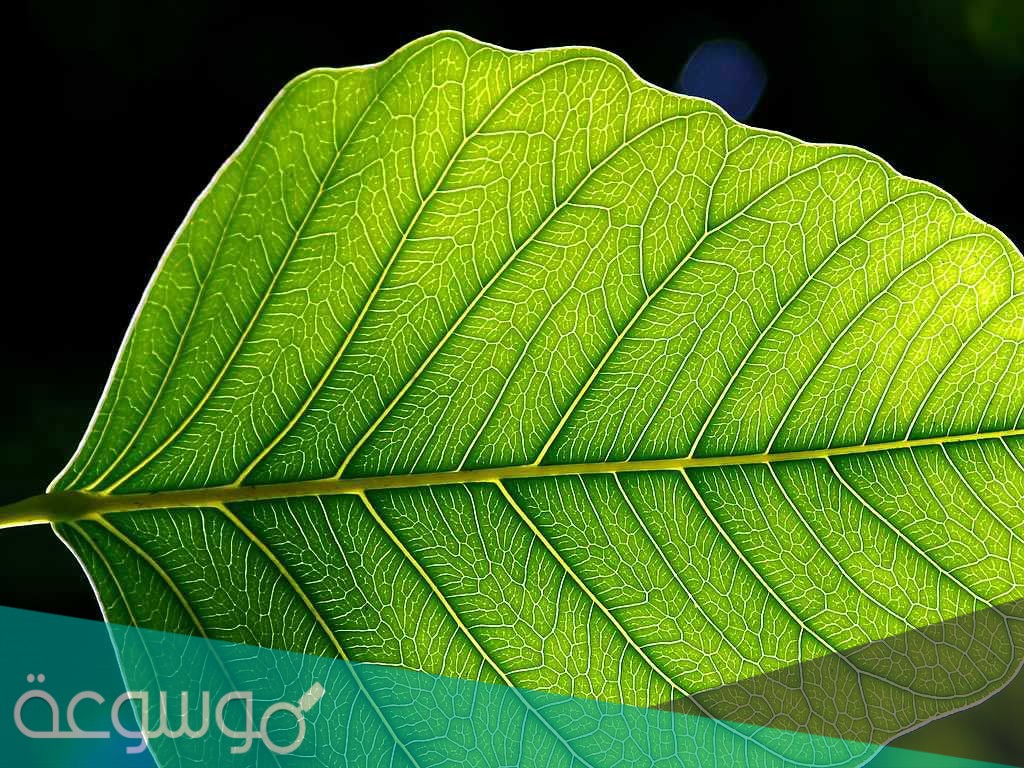 في أي جزء تحدث عملية البناء الضوئي؟