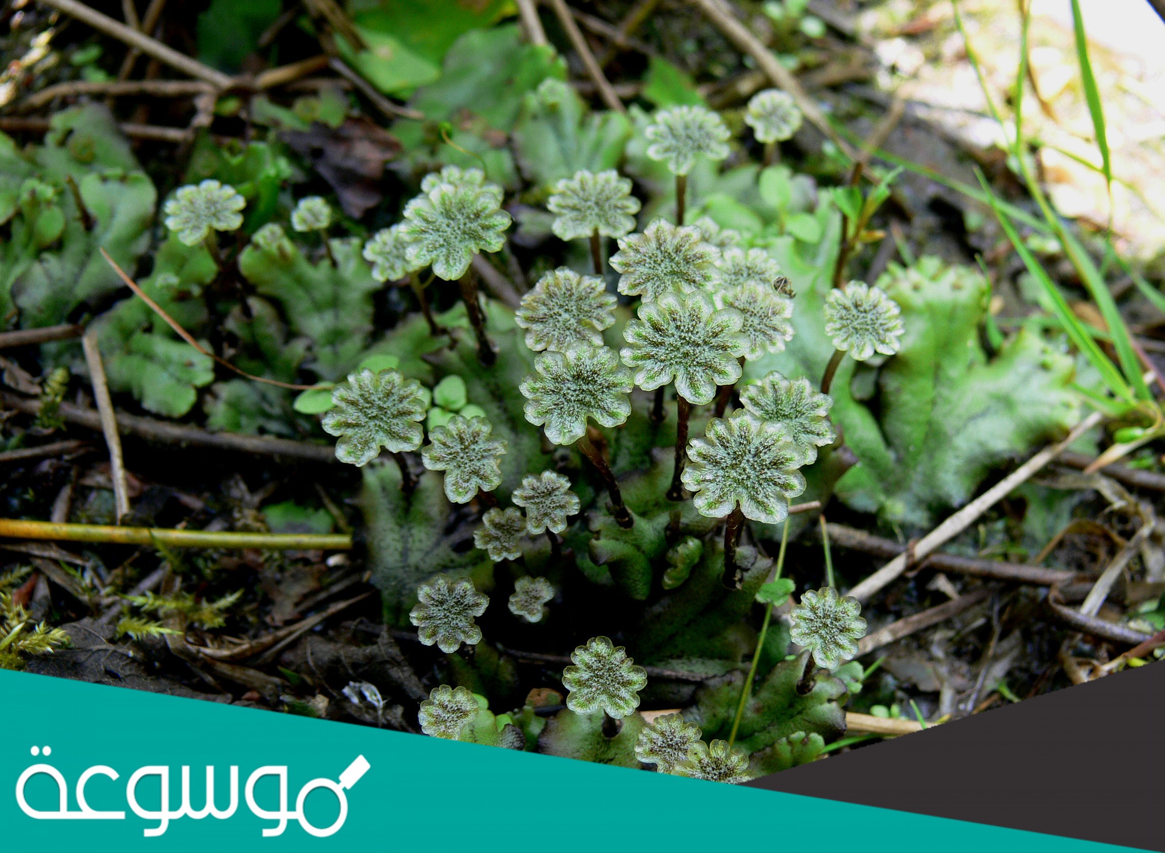 الحزازيات نباتات لاوعائية و هي من أوائل النباتات التي تنمو في البيئات الجديدة أو غير المستقرة أو التي تعرضت للدمار