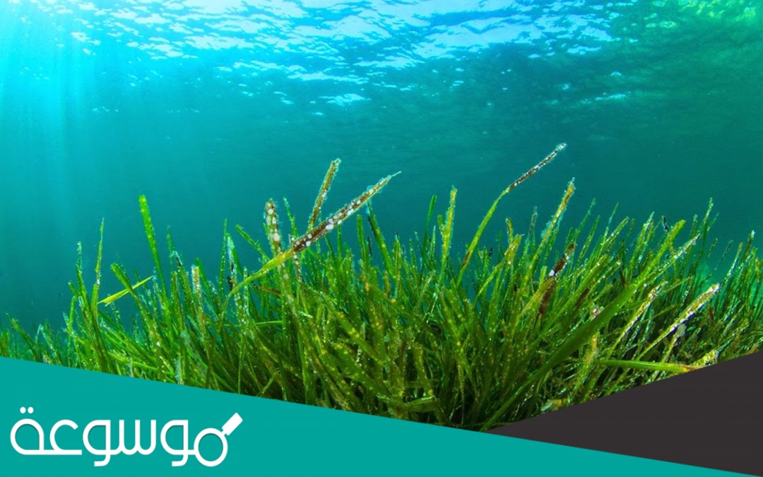 يسهم اختلاف نوع الصبغات في الطحالب في توزيعها على أعماق مختلفة في الماء