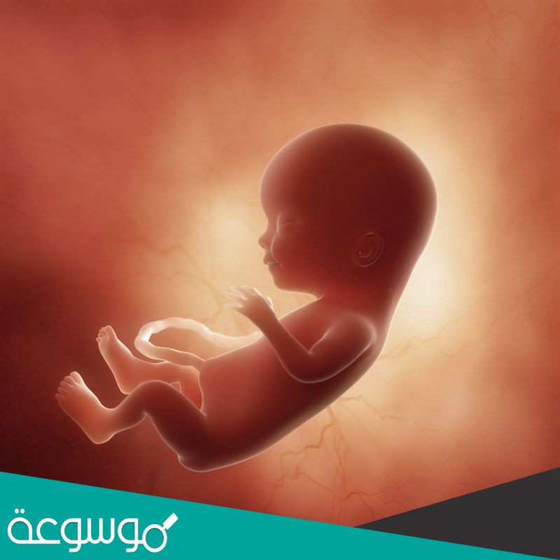 في أي مرحلة يتكون الغشاء الرهلي؟