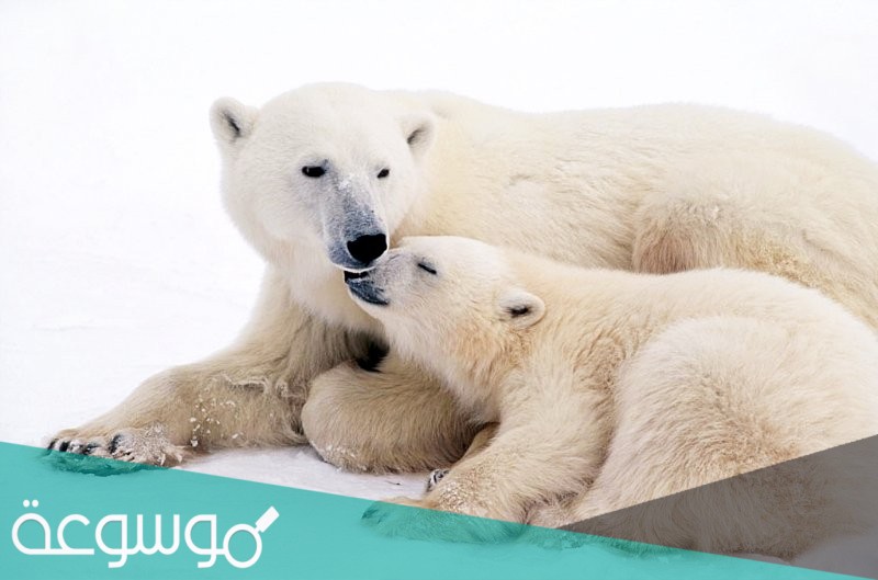 حلمت أني نائم في غرفة ورأيت دب أبيض كبير