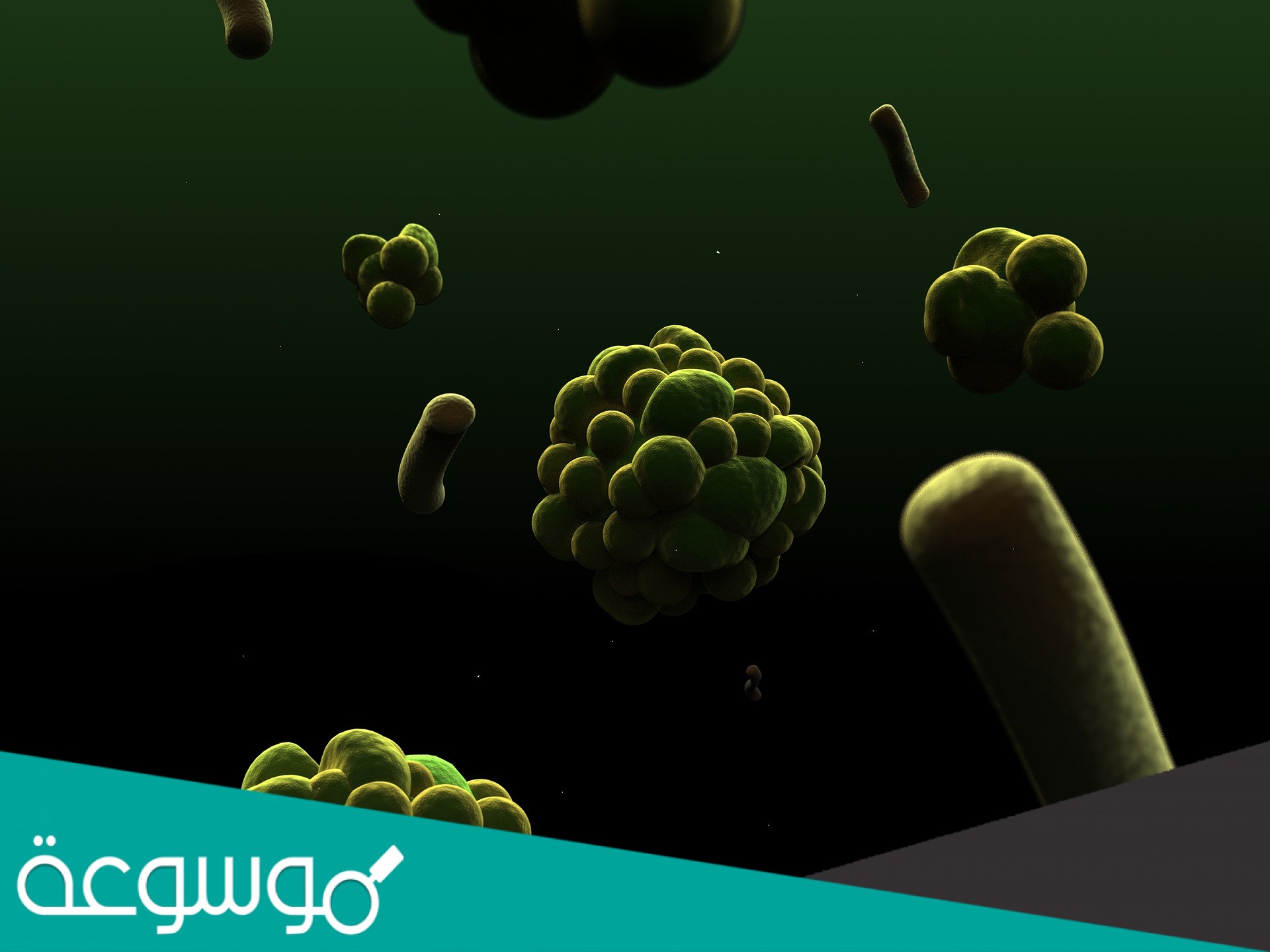 من خصائص الحيوانات أنها مخلوقات حية عديدة الخلايا