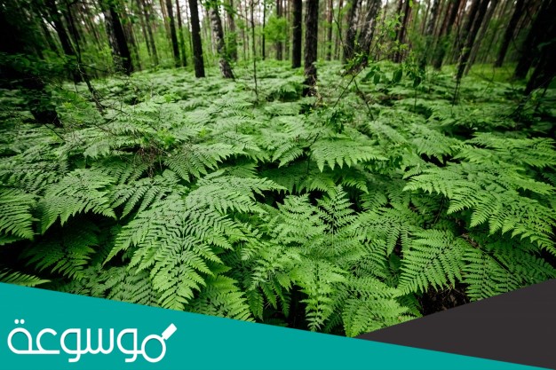 اي مما يلي نباتات وعائية لا بذرية