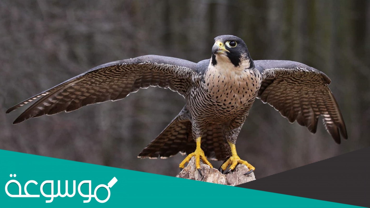 لماذا يدفن الصقر بعد اصطياده