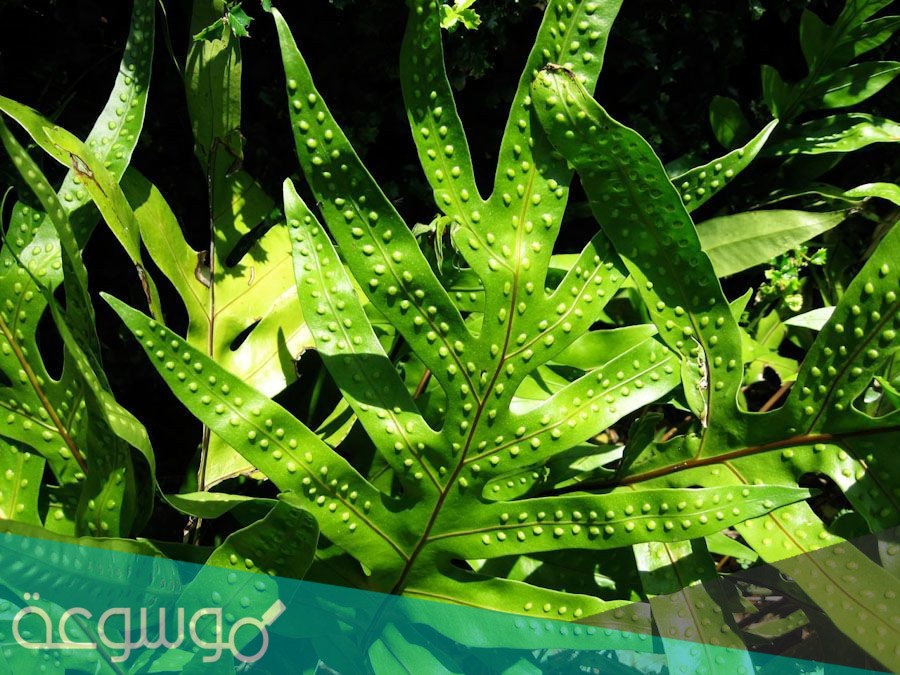 تتكاثر النباتات اللاوعائية بواسطة