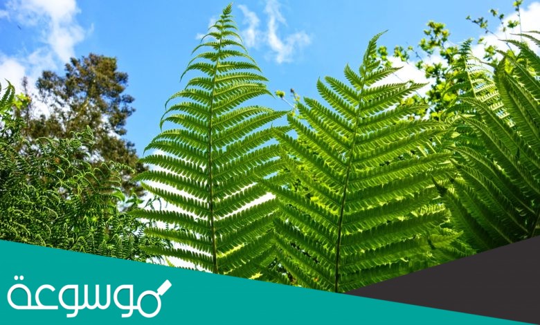 النباتات الوعائية تفتقر إلى تراكيب تشبة الأنابيب