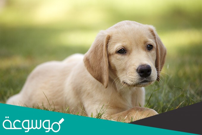 مرض يصيب قلب الكلاب سببه ؟