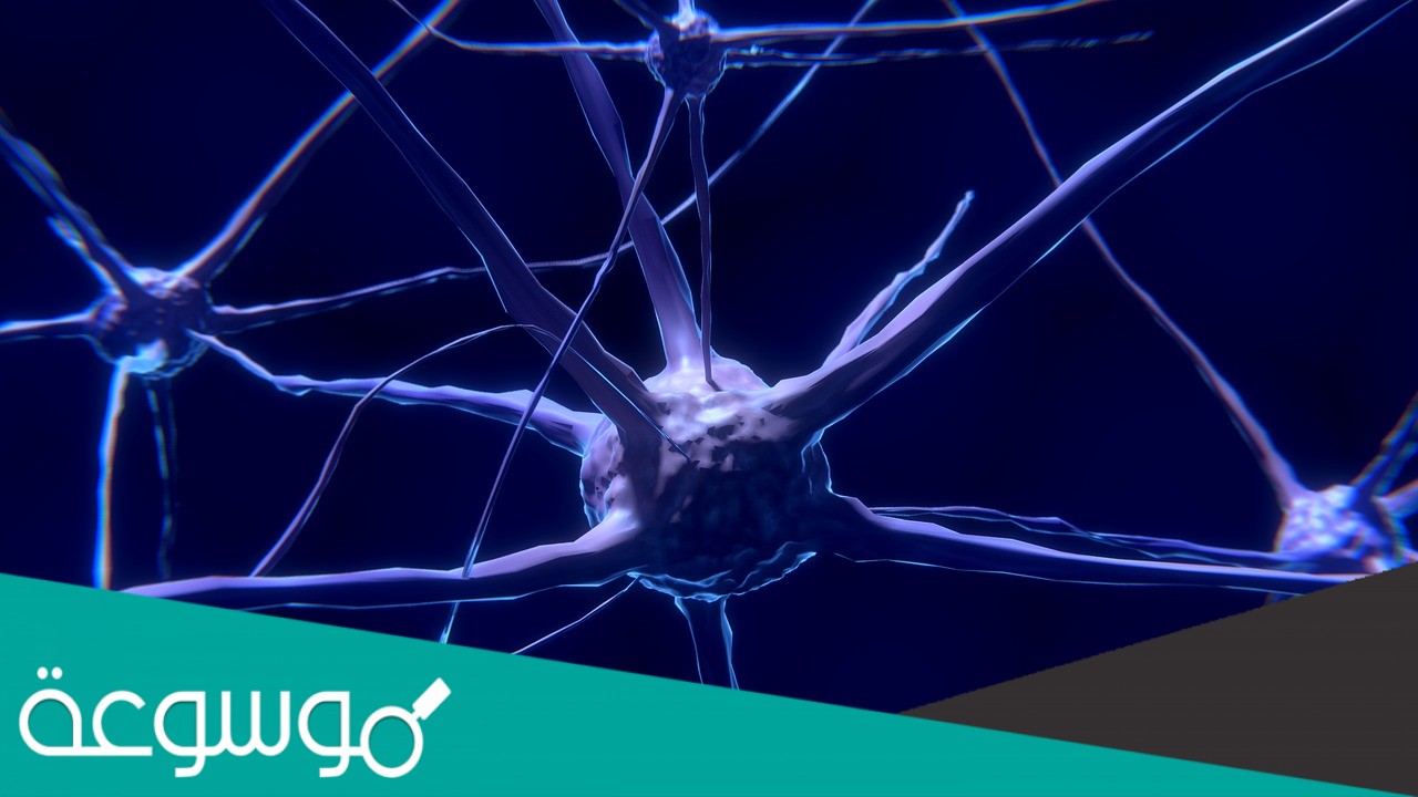 ينتقل السيال العصبي في الخلية العصبية باتجاهين