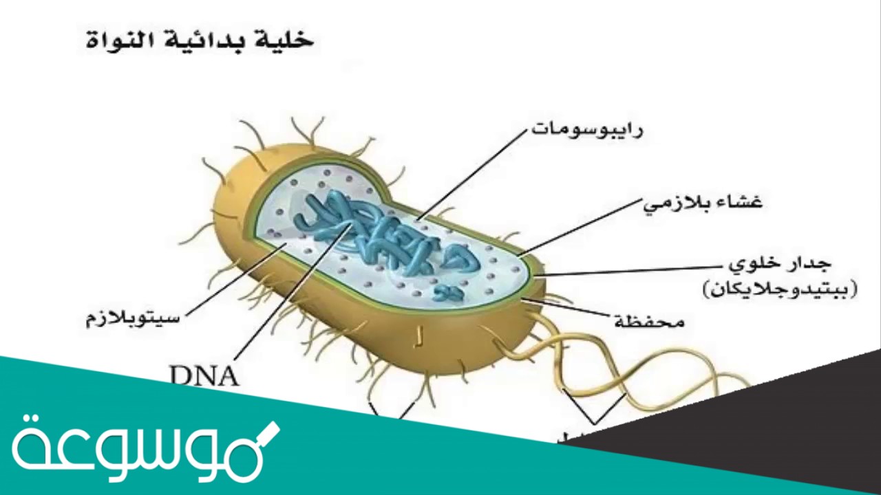 ماتركيب الخلية الذي يوفر الحماية والتماسك للنبات