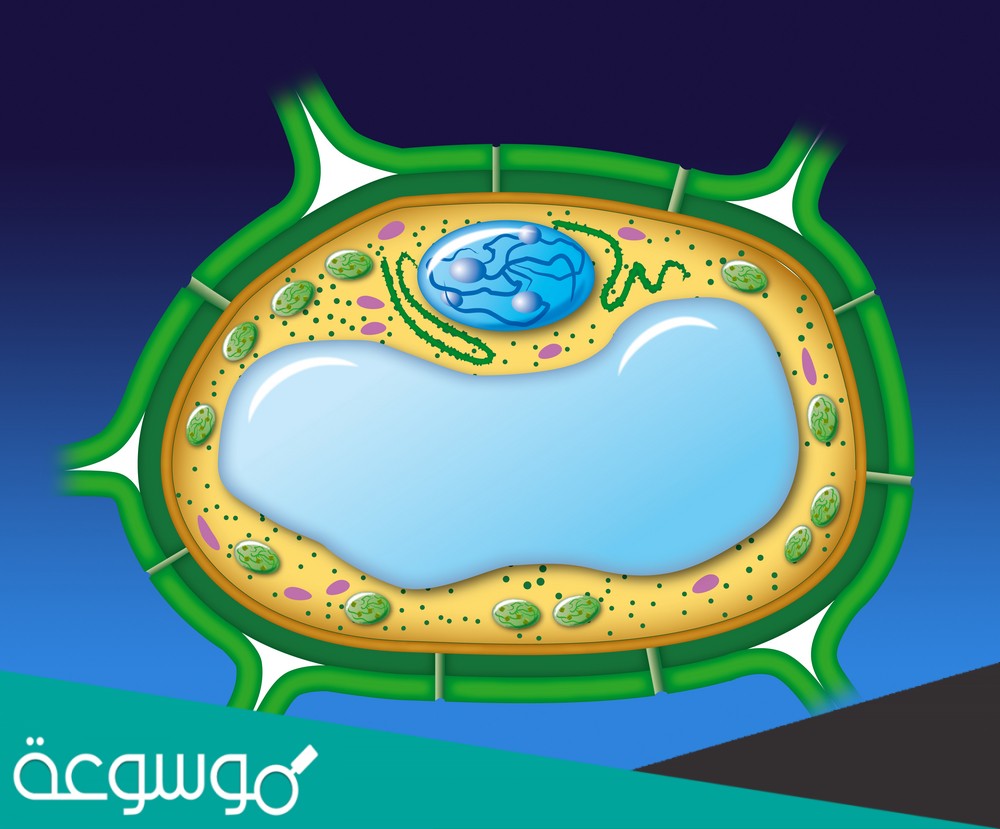 طبقة من السكريات المتعددة حول الجدار الخلوي