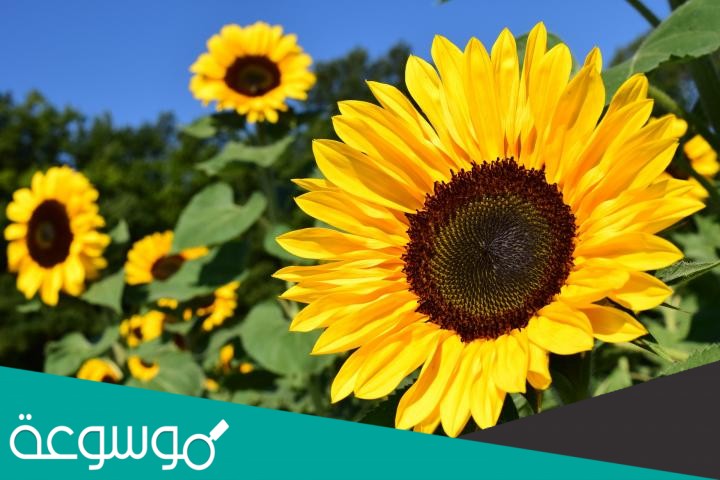 تمتلك النباتات البذرية