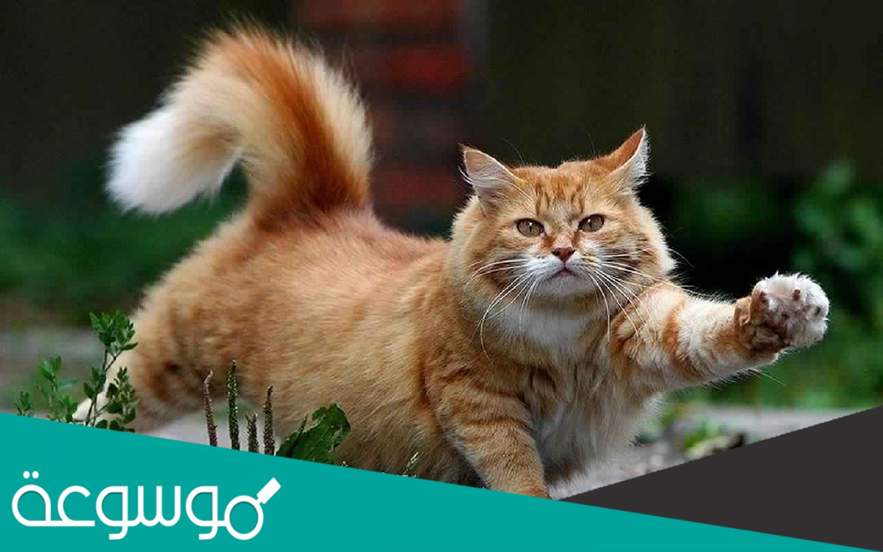 المنطقة التي تناسب عيش المخلوقات الحية حسب مفهوم مدى التحمل هي