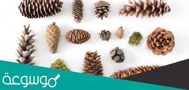 أقدم الأشجار التي ما زالت موجودة إلى يومنا هذا هي ?