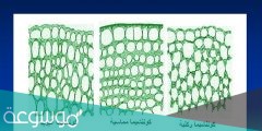 ما أهمية الخلايا الاسكلرنشيمية في النباتات