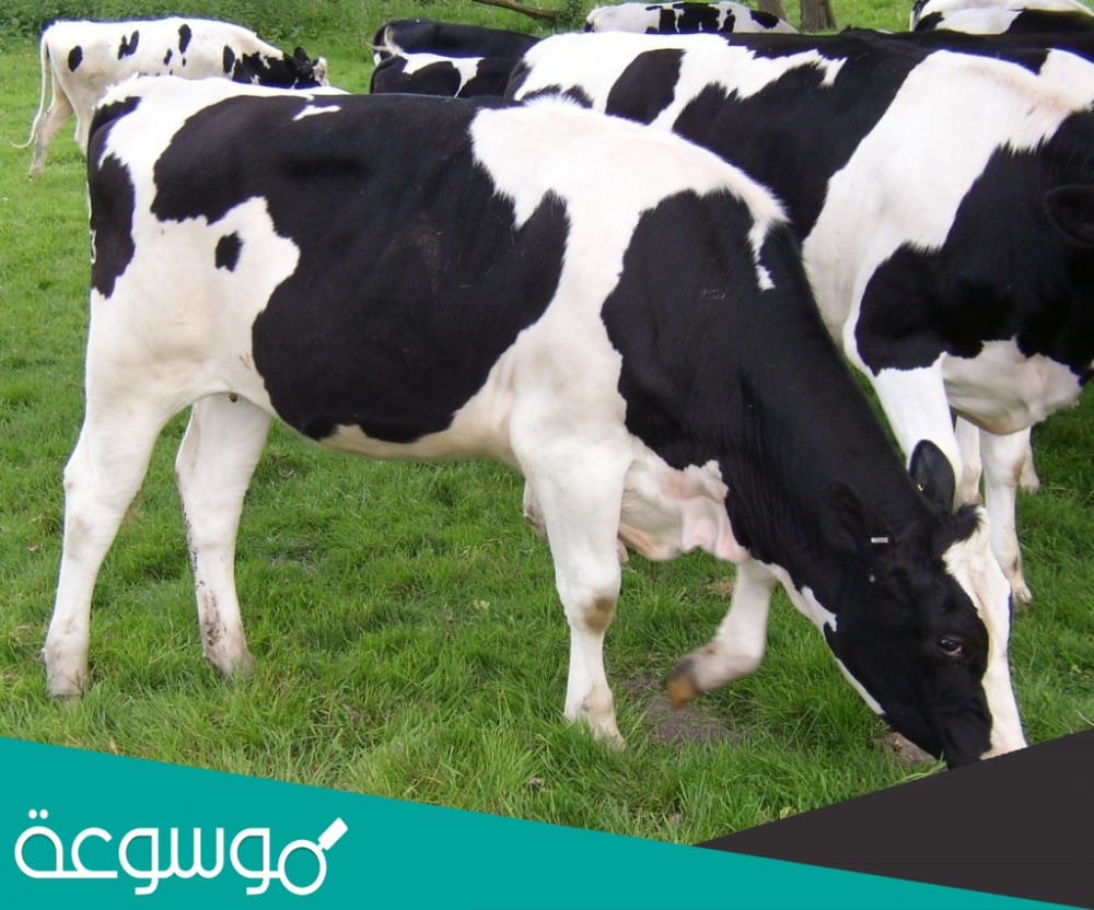 أي الأصناف التالية تدخل تحت مسمى بهيمة