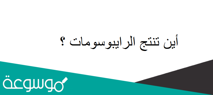 أين تنتج الرايبوسومات ؟