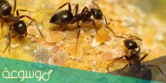 اجب بنعم او لا عاملات النمل