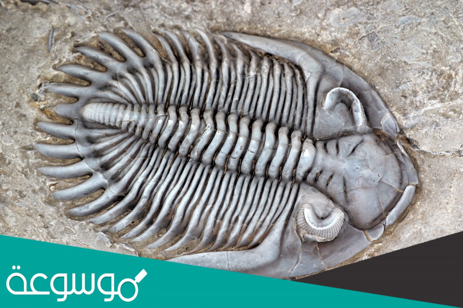 تكتسب أحافير بعض الطلائعيات أهمية خاصة عند الجيولوجيين لأنهم يستخدمونها لتحديد عمر الصخور والرسوبيات، وتحديد مواقع النفط.