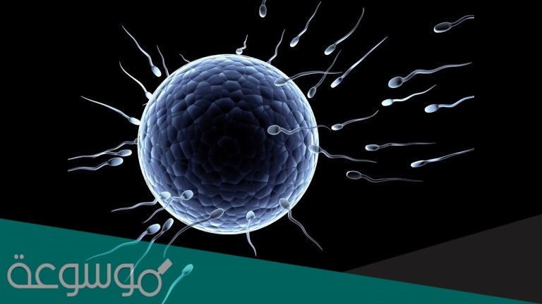 مخلوق لا يلد ولا يبيض