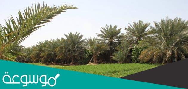 اربع خصائص شائعه تشترك فيها
