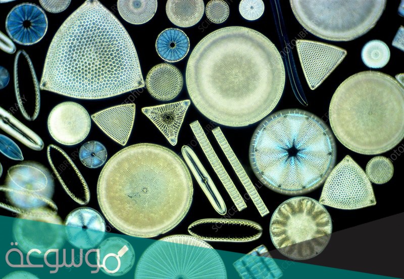 ما المخلوق الذي له جذور خلوية من السيليكا